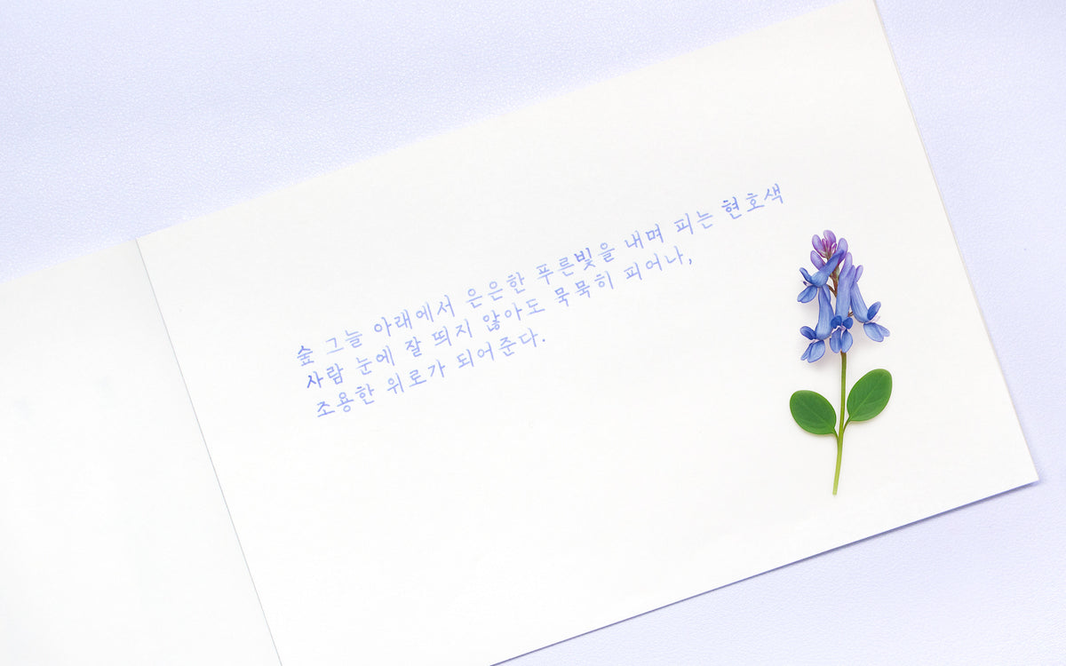 Colorverse - Corydalis (Korea Special Series)