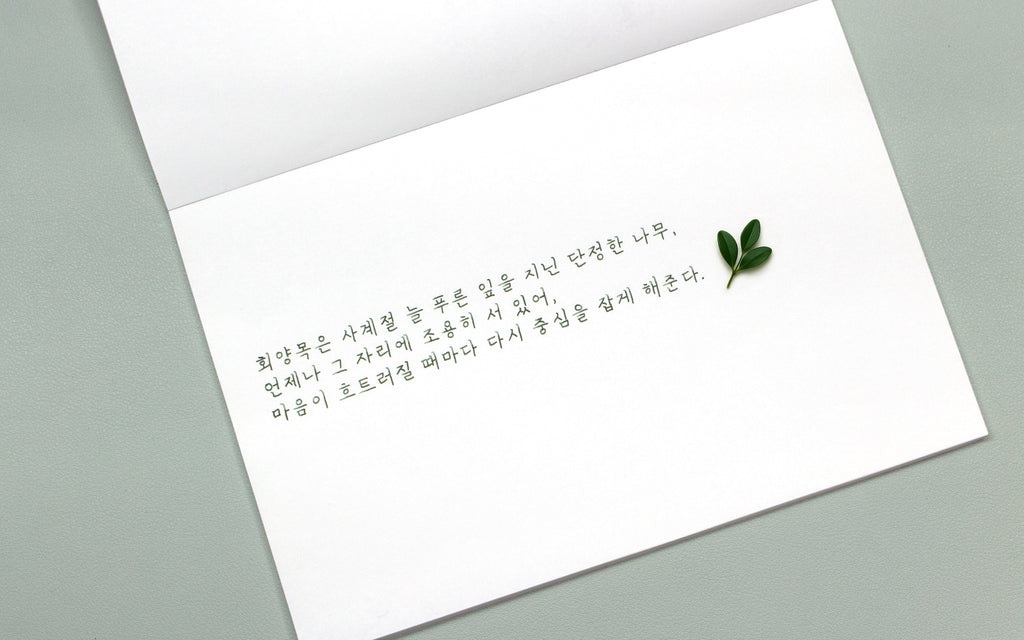Colorverse - Boxwood (Korea Special Series)