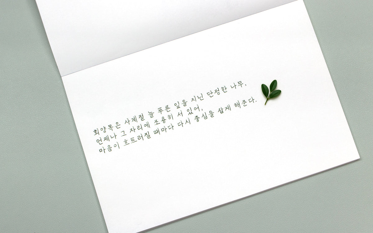 Colorverse - Boxwood (Korea Special Series)