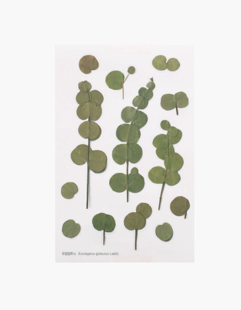 Appree - Pressed Flower Sticker Eucalyptus