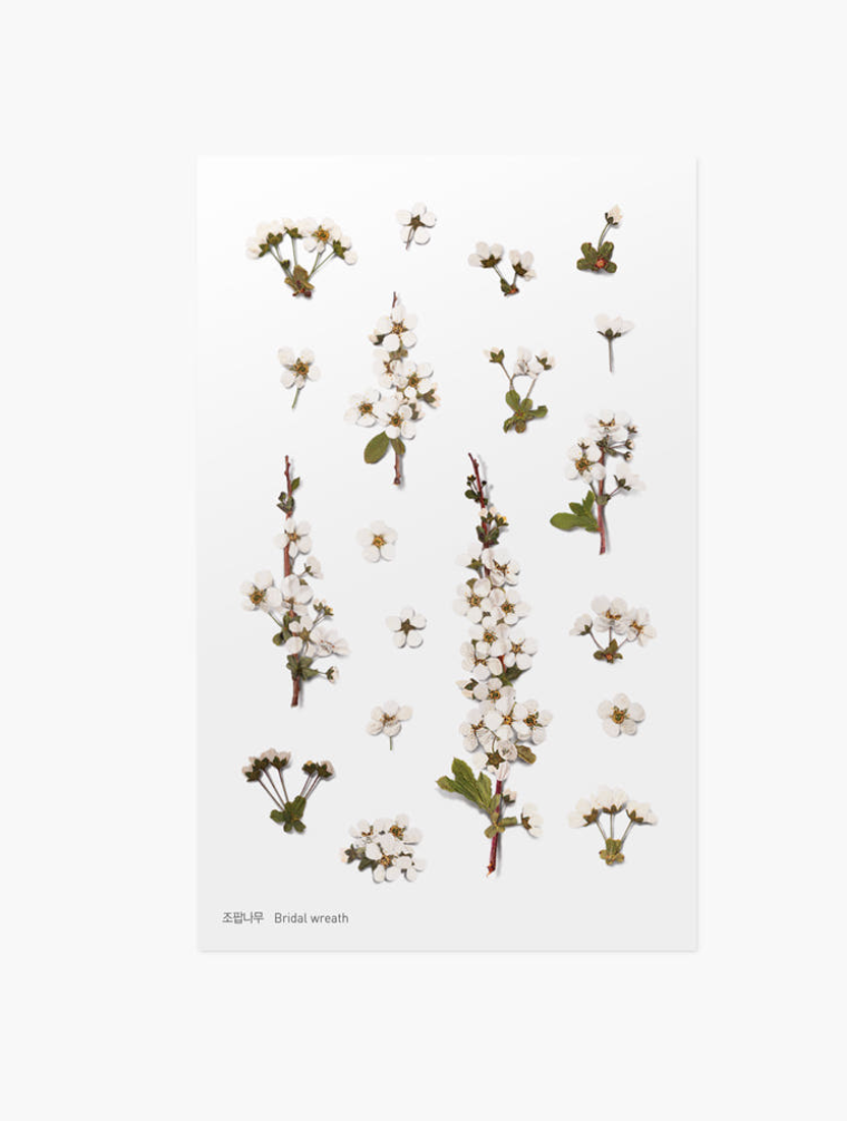 Appree - Pressed Flower Sticker Bridal Wreath
