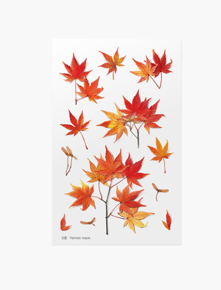 Appree - Pressed Flower Sticker Palmate Maple