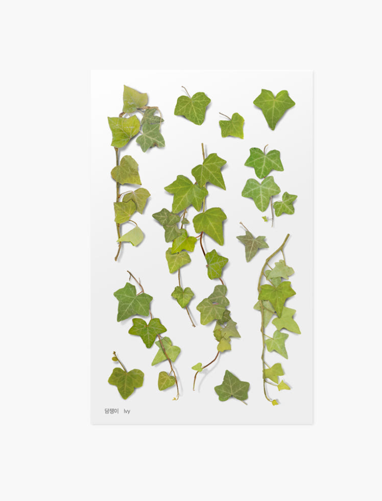 Appree - Pressed Flower Sticker Ivy