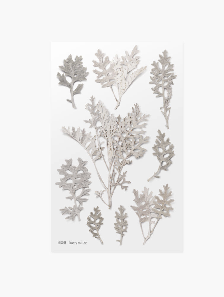 Appree - Pressed Flower Sticker Dusty Miller