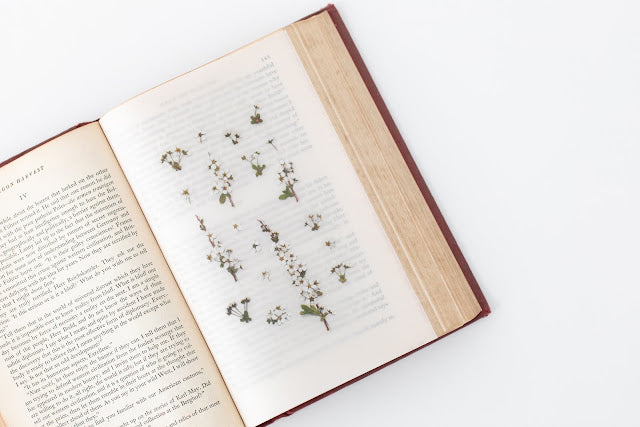 Appree - Pressed Flower Sticker Bridal Wreath