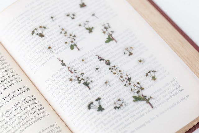 Appree - Pressed Flower Sticker Bridal Wreath