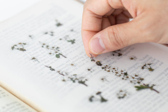 Appree - Pressed Flower Sticker Bridal Wreath