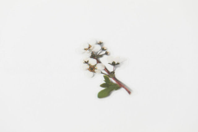 Appree - Pressed Flower Sticker Bridal Wreath
