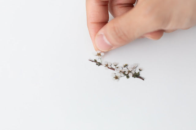 Appree - Pressed Flower Sticker Bridal Wreath