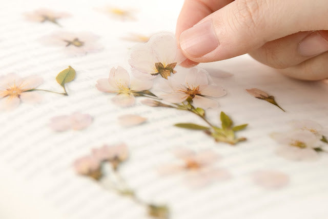 Appree - Pressed Flower Sticker Cherry Blossom