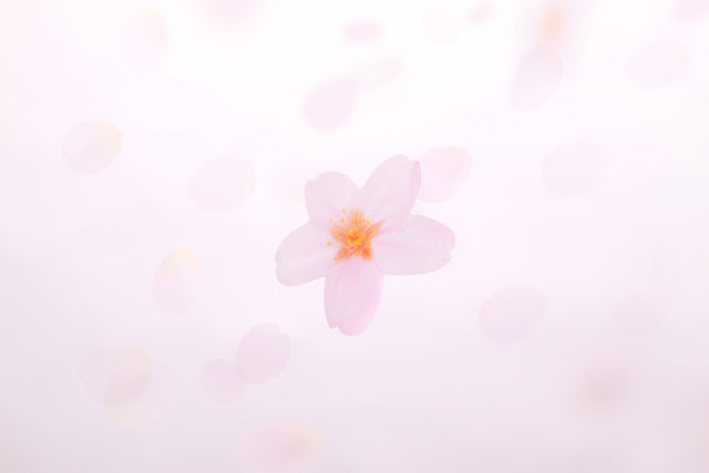 Appree - Sticky Leaf Tracing Cherry Blossom m