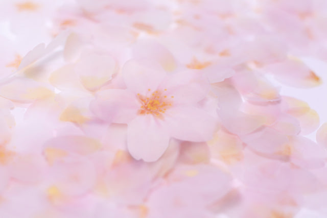 Appree - Sticky Leaf Tracing Cherry Blossom m