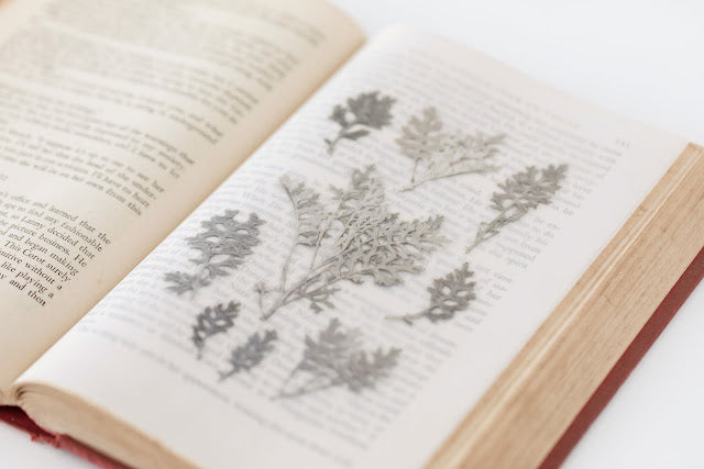 Appree - Pressed Flower Sticker Dusty Miller