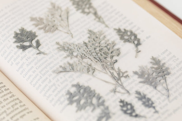 Appree - Pressed Flower Sticker Dusty Miller