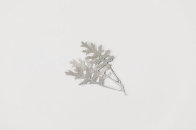 Appree - Pressed Flower Sticker Dusty Miller