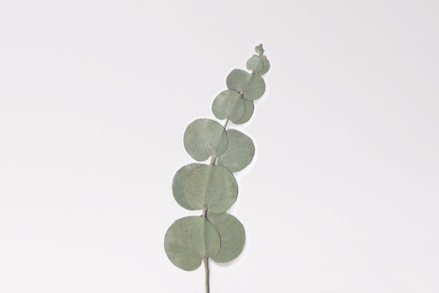 Appree - Pressed Flower Sticker Eucalyptus