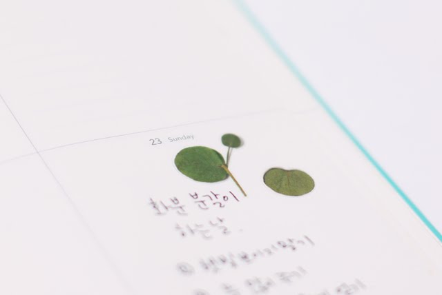 Appree - Pressed Flower Sticker Eucalyptus