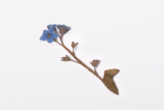 Appree - Pressed Flower Sticker Forget me not