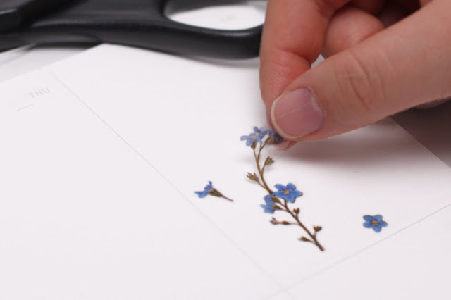 Appree - Pressed Flower Sticker Forget me not