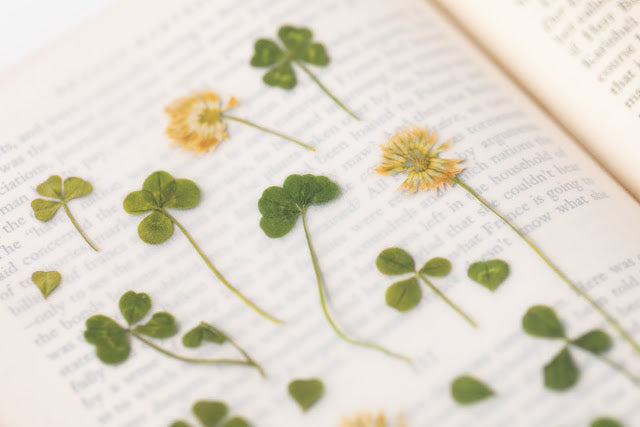 Appree - Pressed Flower Sticker Four Leaf Clover