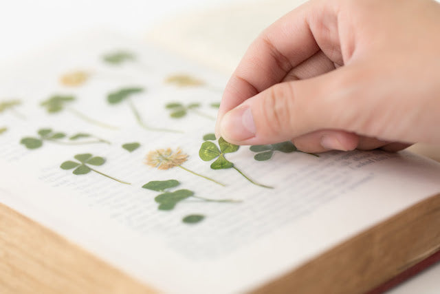 Appree - Pressed Flower Sticker Four Leaf Clover