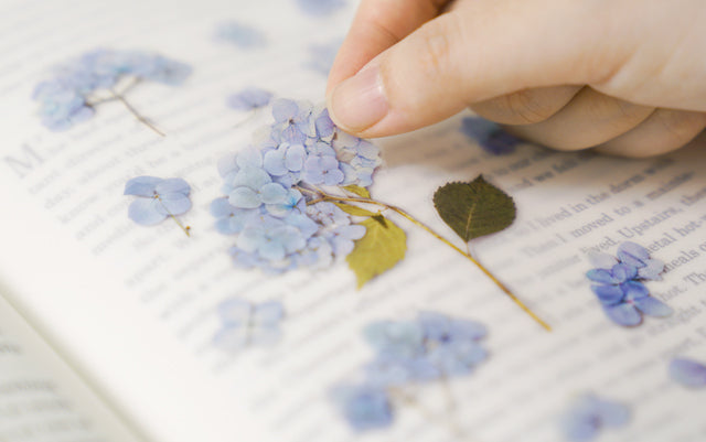 Appree - Pressed Flower Sticker Bigleaf Hydrangea