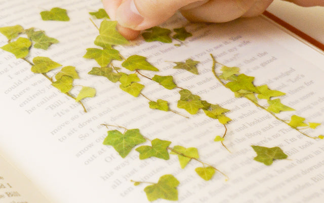 Appree - Pressed Flower Sticker Ivy