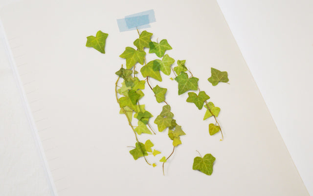 Appree - Pressed Flower Sticker Ivy