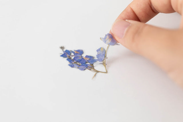 Appree - Pressed Flower Sticker Larkspur