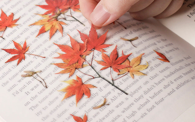 Appree - Pressed Flower Sticker Palmate Maple