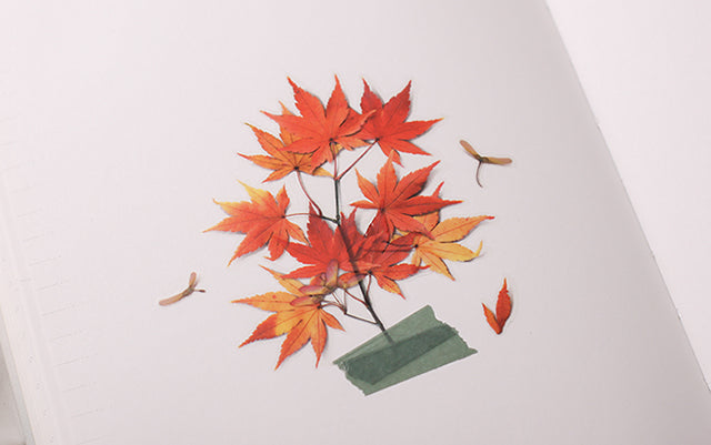 Appree - Pressed Flower Sticker Palmate Maple
