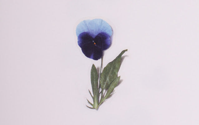 Appree - Pressed Flower Sticker Pansy