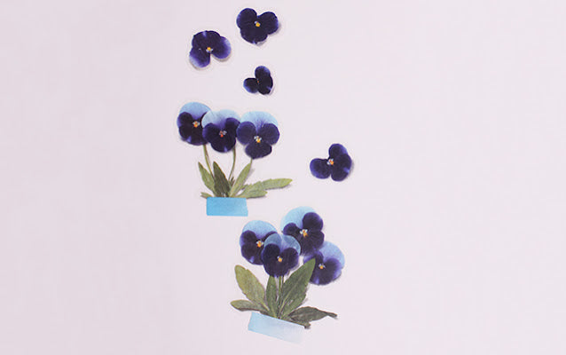 Appree - Pressed Flower Sticker Pansy