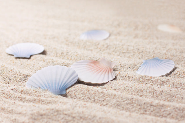 Appree - Sticky Leaf Scallop s