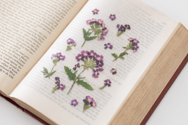 Appree - Pressed Flower Sticker Verbena